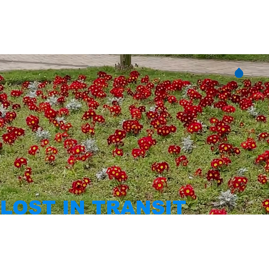 a lawn populated by bundles of tiny, red flowers with yellow disks at the centre. The title in bold blue reads 'Lost in Transit'. On the top left is a tear drop graphic in the same blue