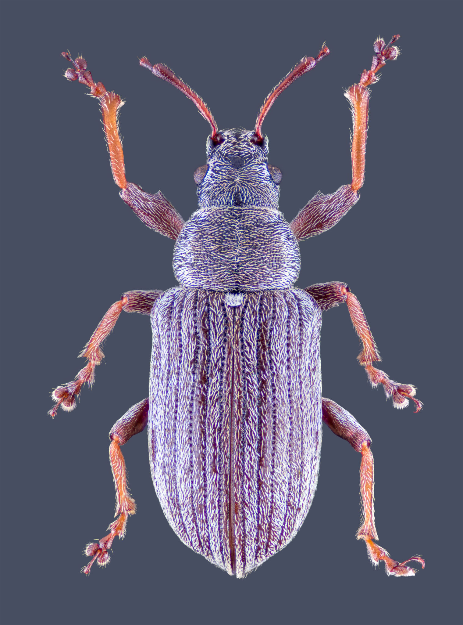 roman-aspeek-bloor-common-leaf-weevil-deptford-x